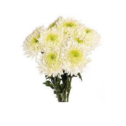 شاخه گل داوودی سفید - یک بسته