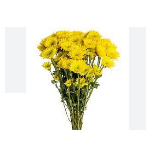 شاخه گل داوودی زرد - یک بسته
